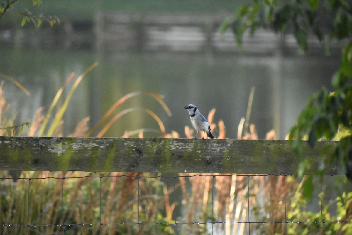 Blue Jay - ML139733831