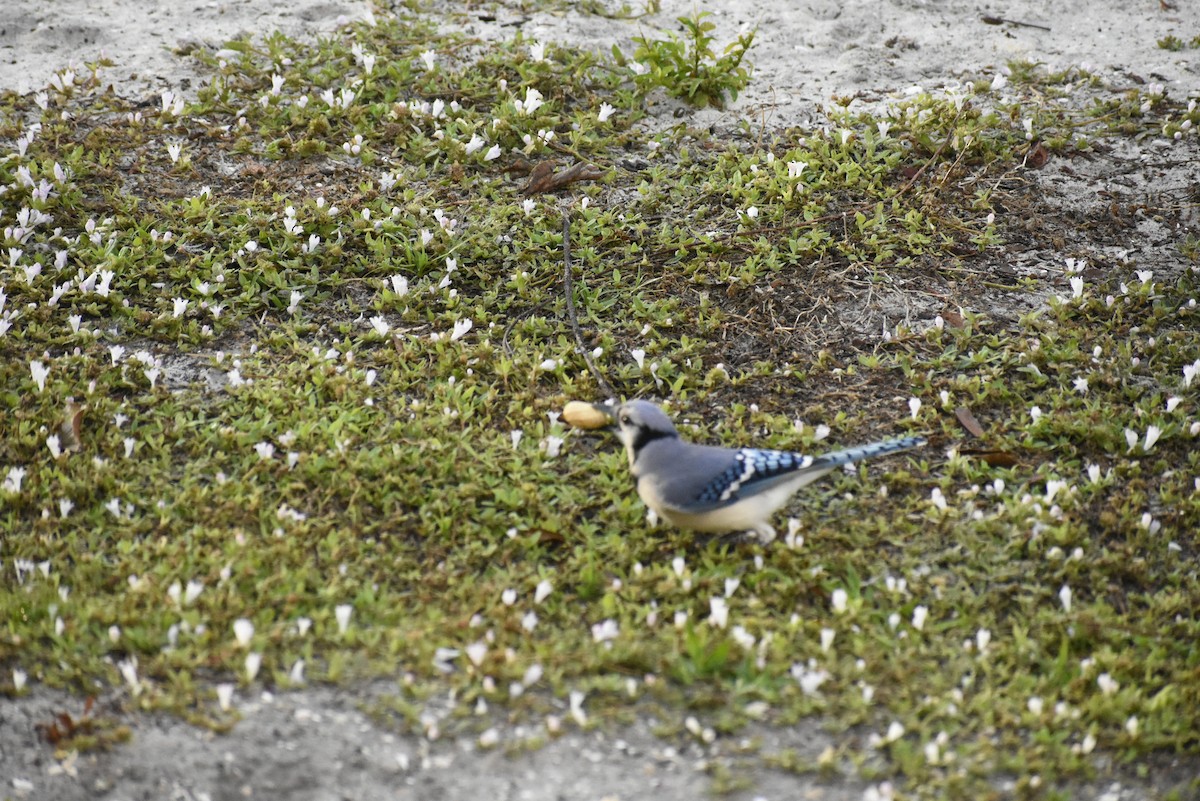 Blue Jay - John Karratti