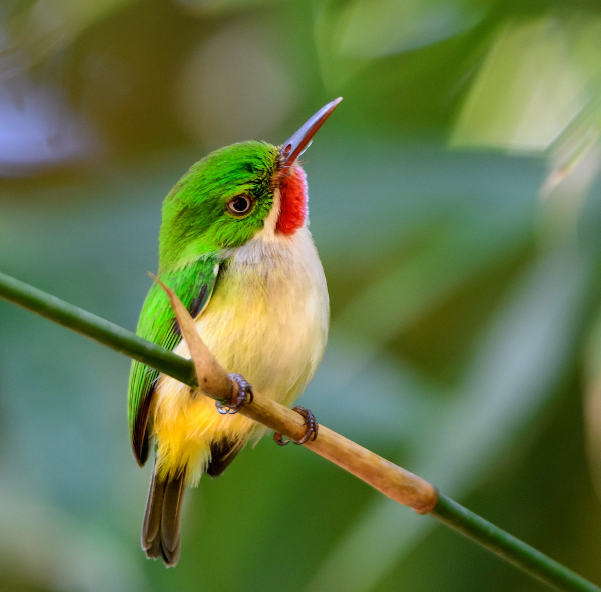 Puerto Rican Tody - Cynthia Carlson