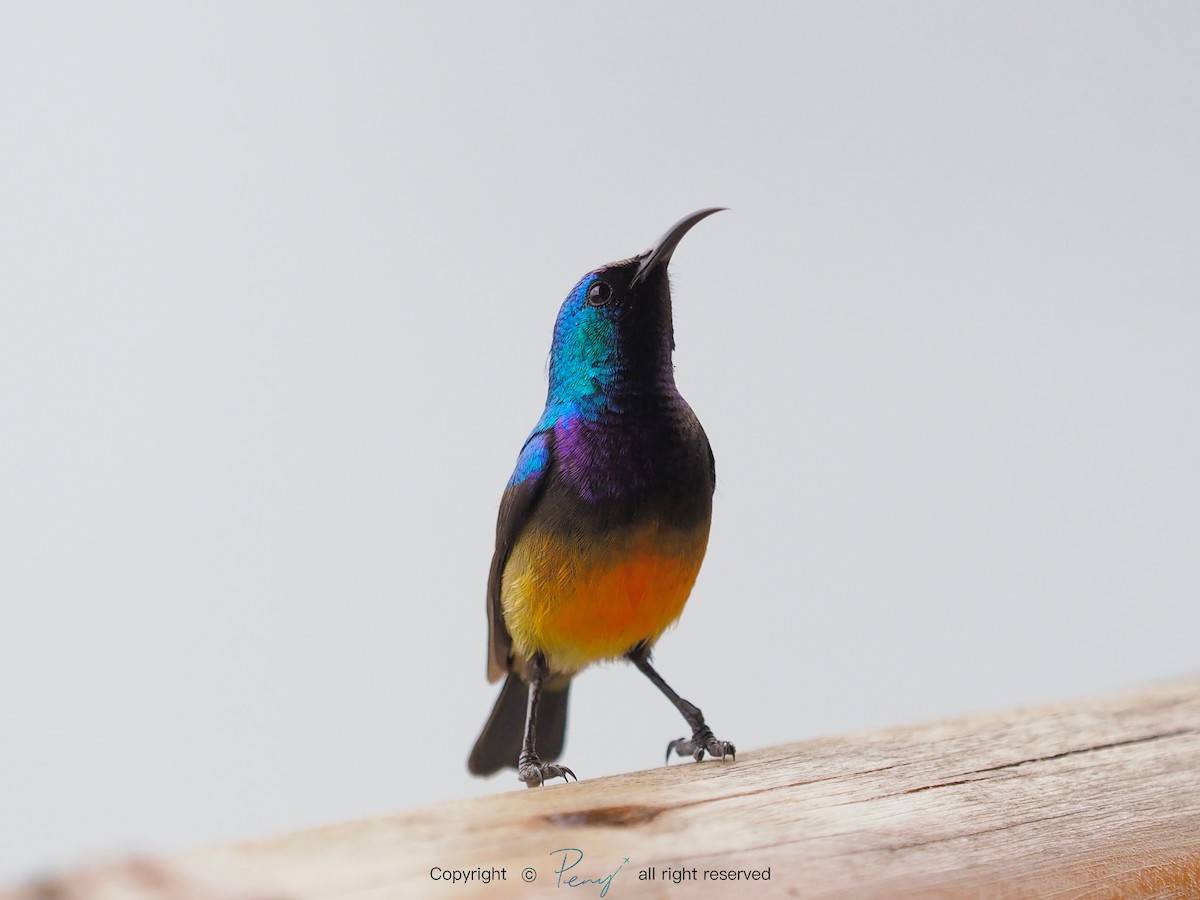 Variable Sunbird - ML139735081