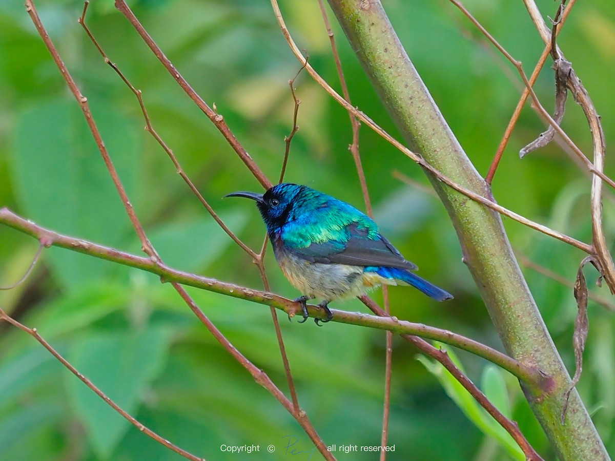 Variable Sunbird - ML139735091