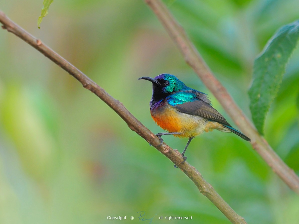 Variable Sunbird - 宇杰 彭