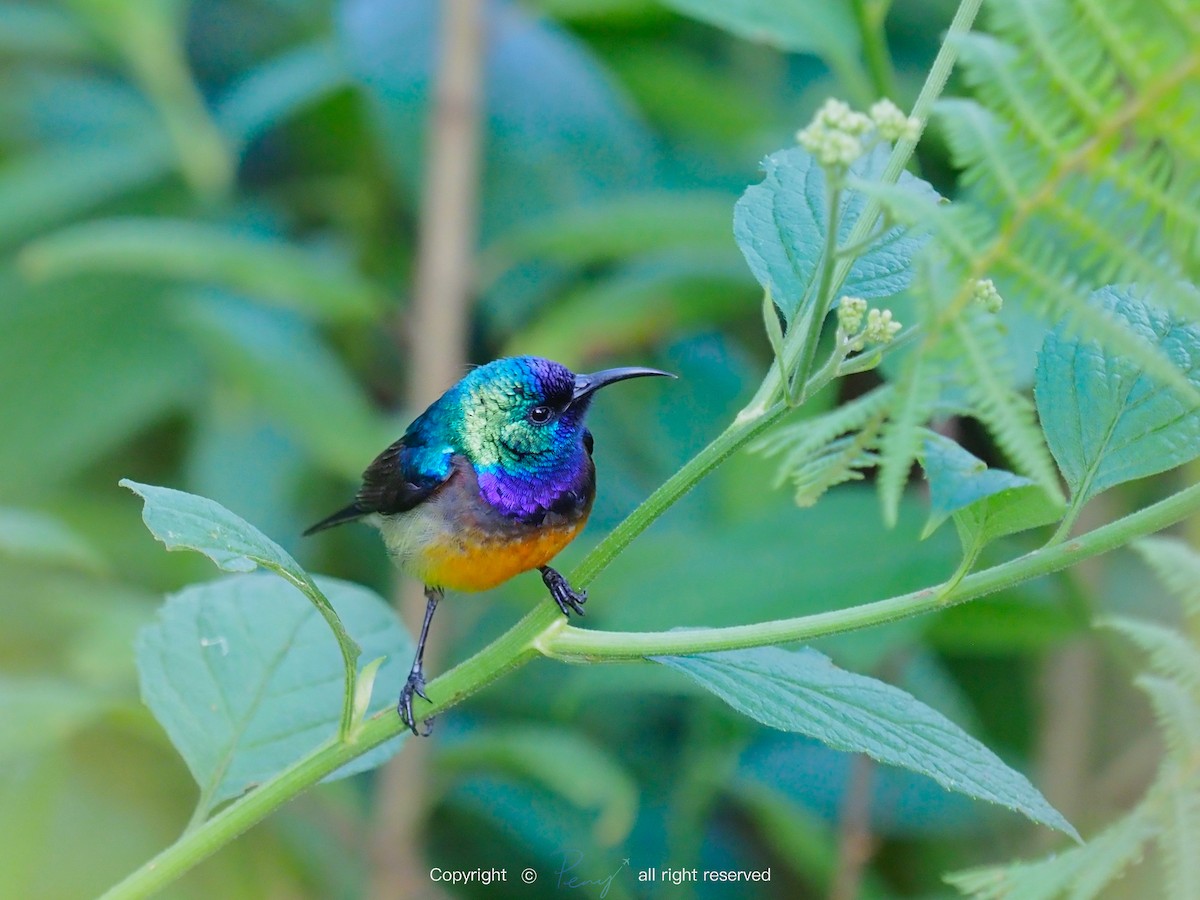 Variable Sunbird - ML139735121