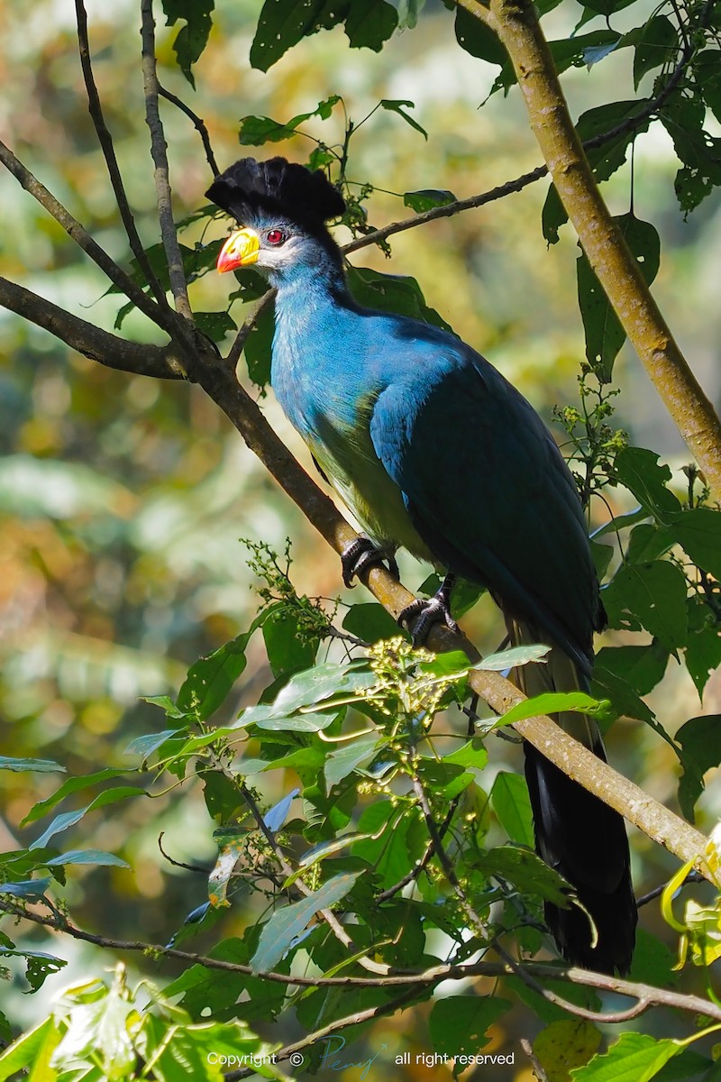 Great Blue Turaco - ML139735191