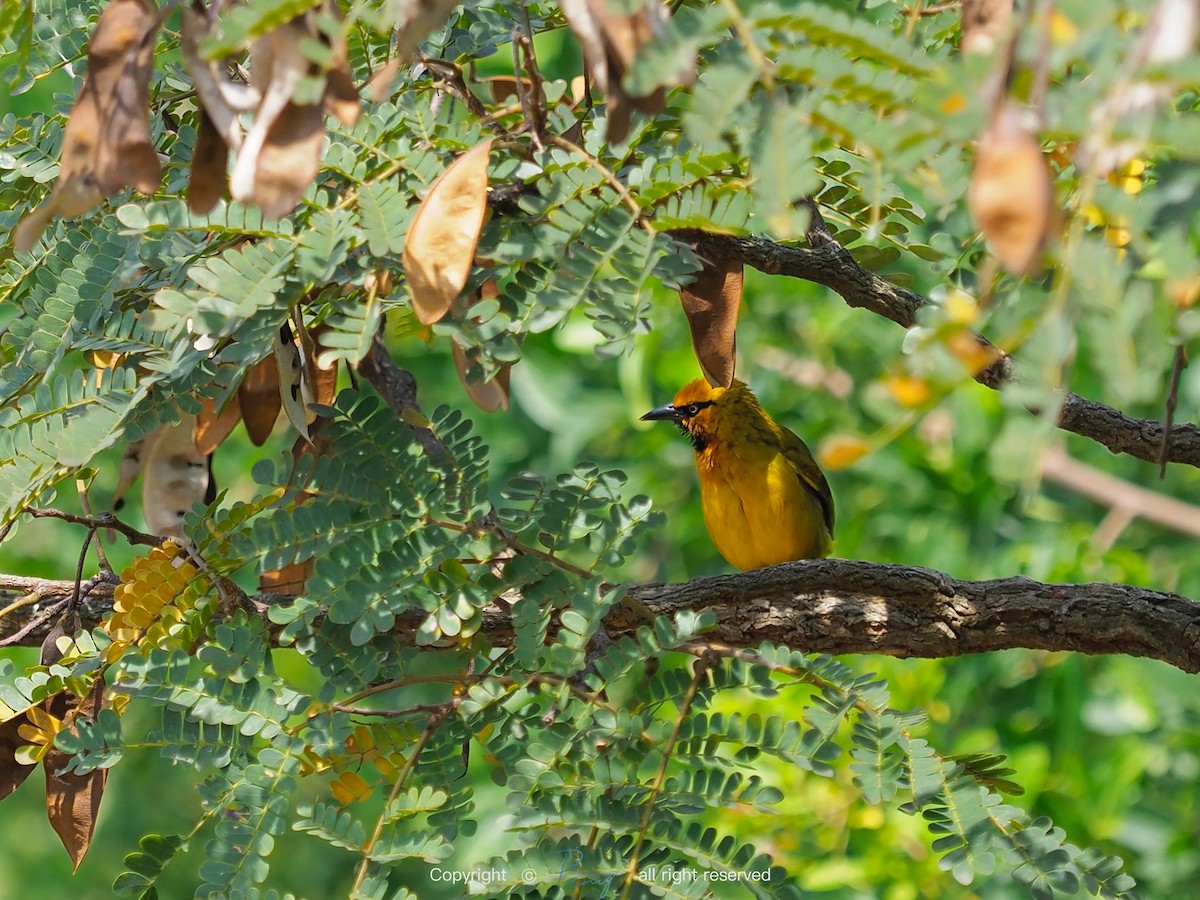 Spectacled Weaver - ML139735291