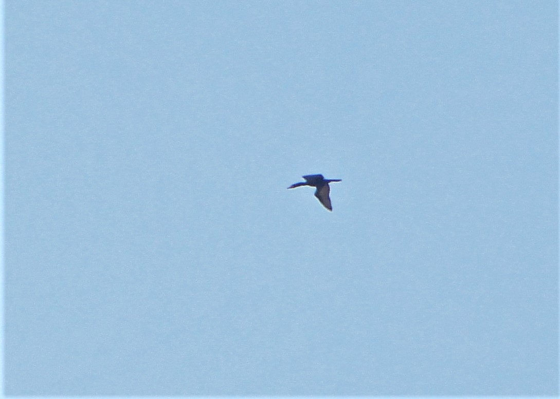 Neotropic Cormorant - Carlos Otávio Gussoni