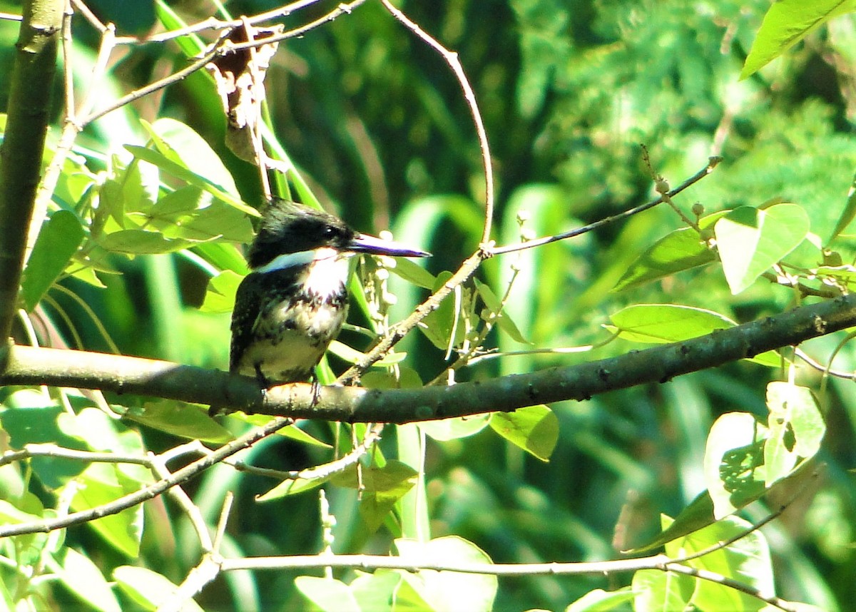 Green Kingfisher - ML139735631