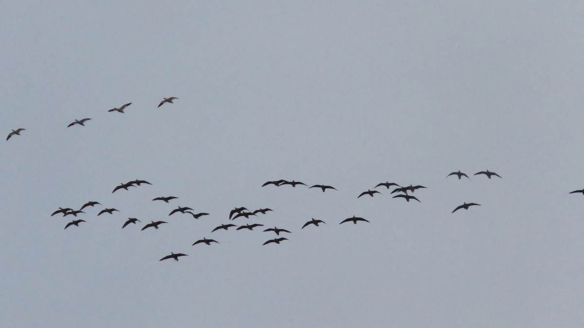 Greater White-fronted Goose - Dan J. MacNeal