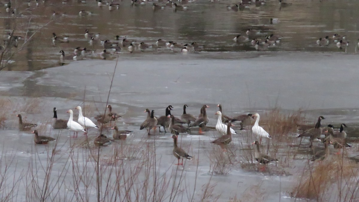 Greater White-fronted Goose - ML139735891