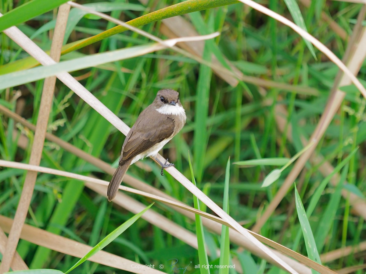 Swamp Flycatcher - ML139735911