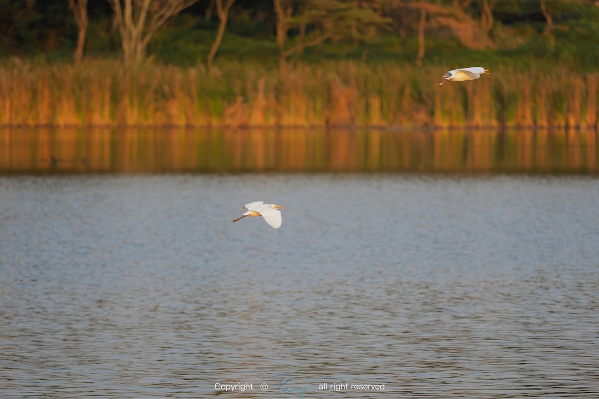 Western Cattle Egret - ML139736001