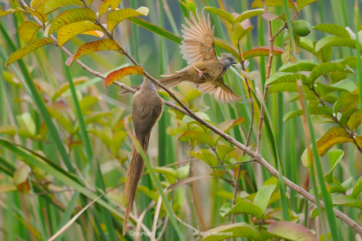 Speckled Mousebird - ML139736041