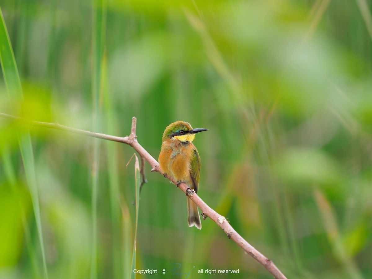 Little Bee-eater - 宇杰 彭