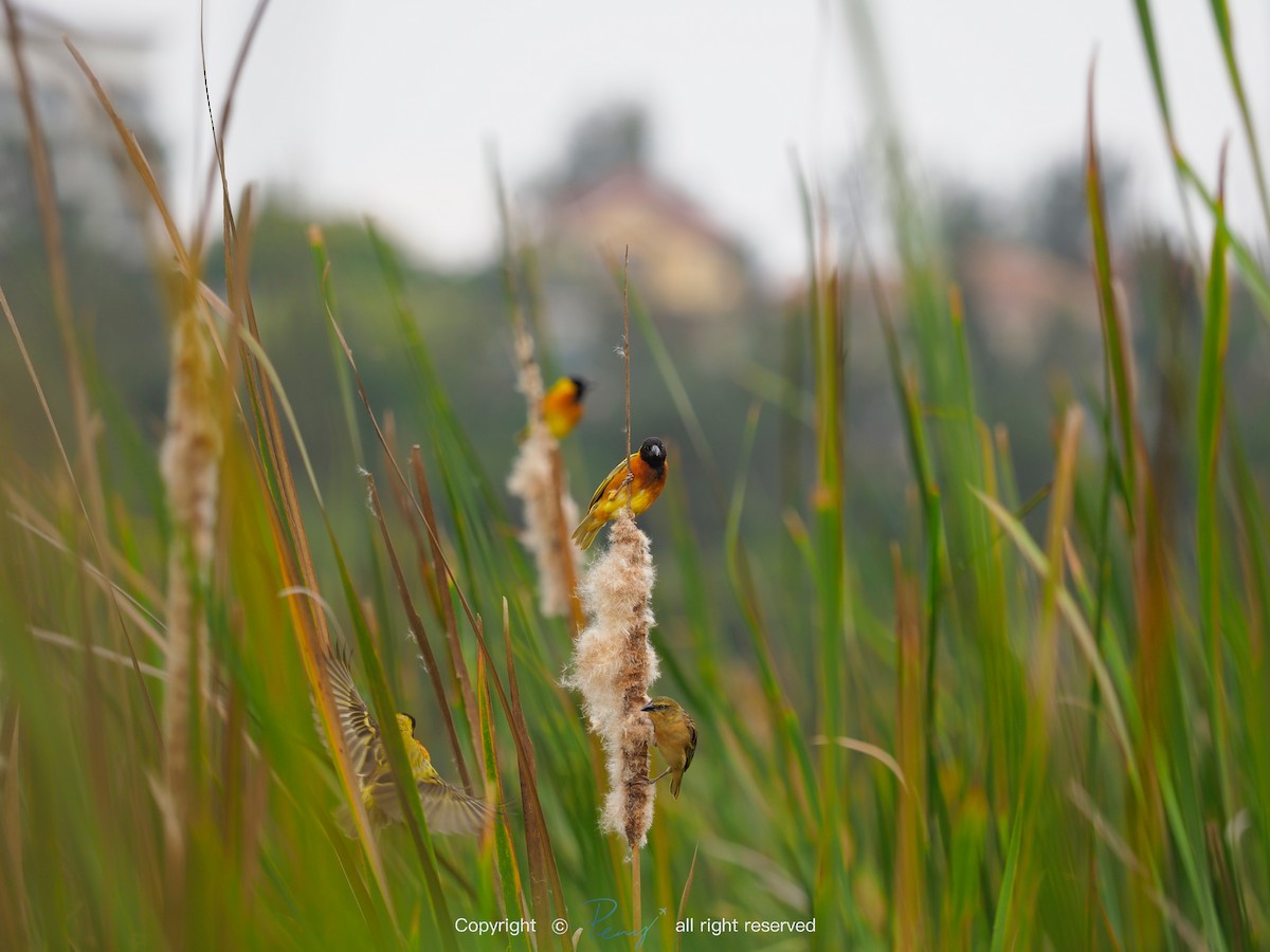 Black-headed Weaver - 宇杰 彭