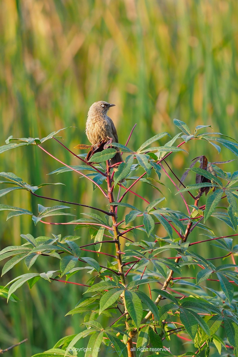 Arrow-marked Babbler - 宇杰 彭