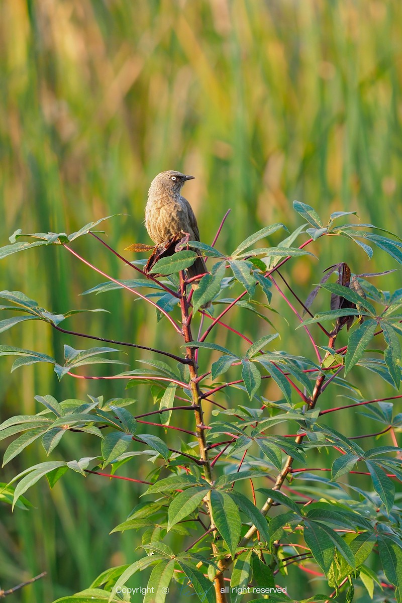 Arrow-marked Babbler - ML139736331