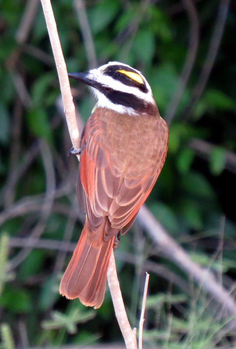 Great Kiskadee - ML139736991