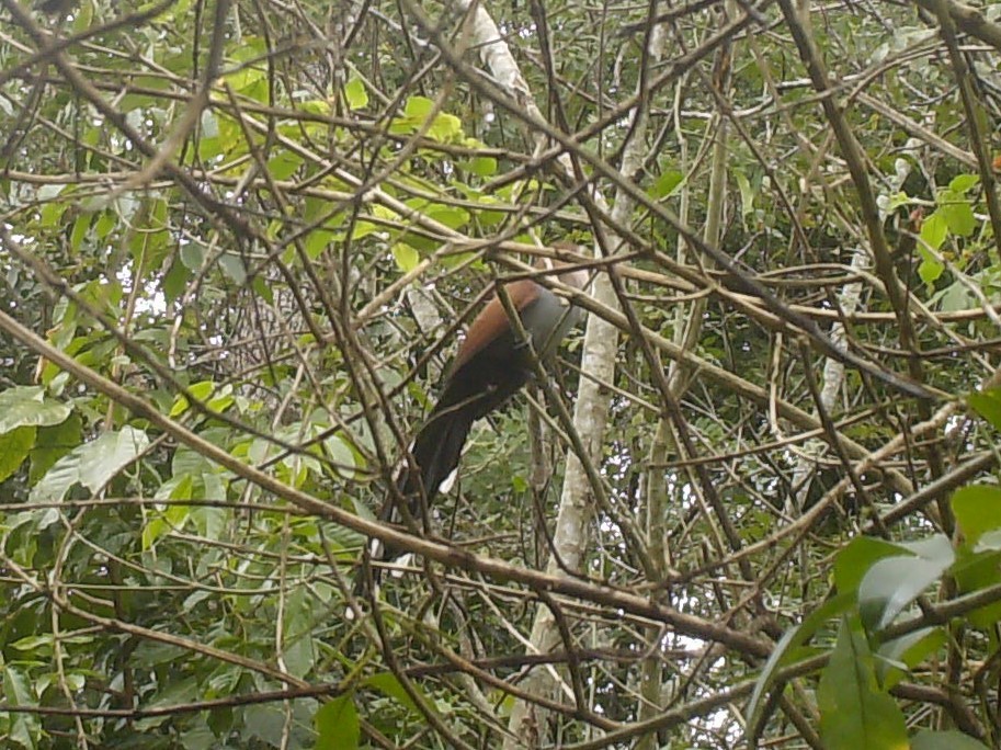 Squirrel Cuckoo - ML139738361
