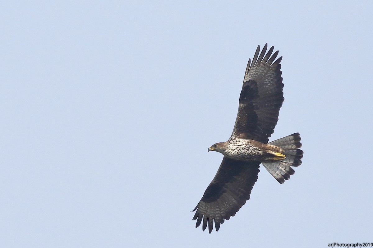 Aigle de Bonelli - ML139739211