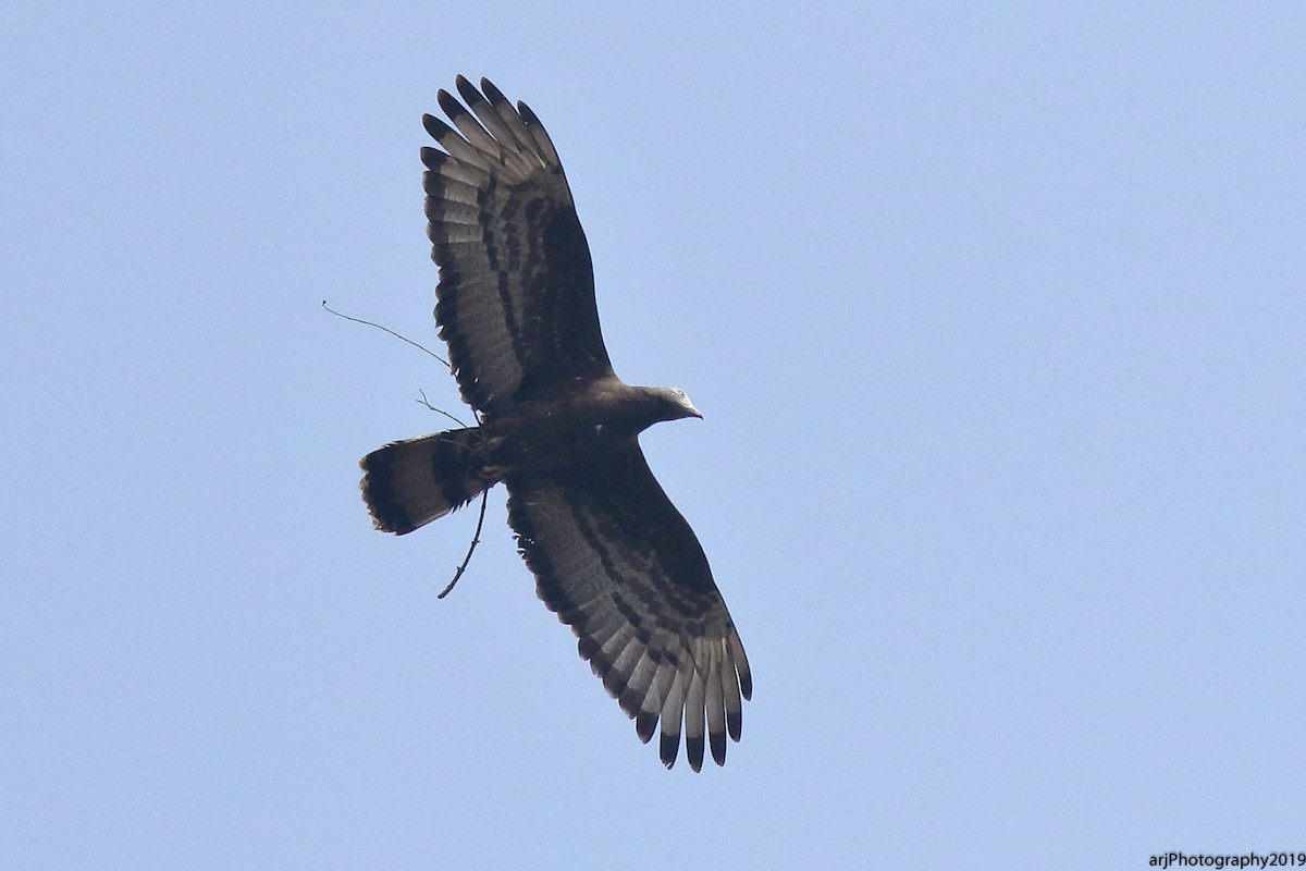 Oriental Honey-buzzard - ML139739281