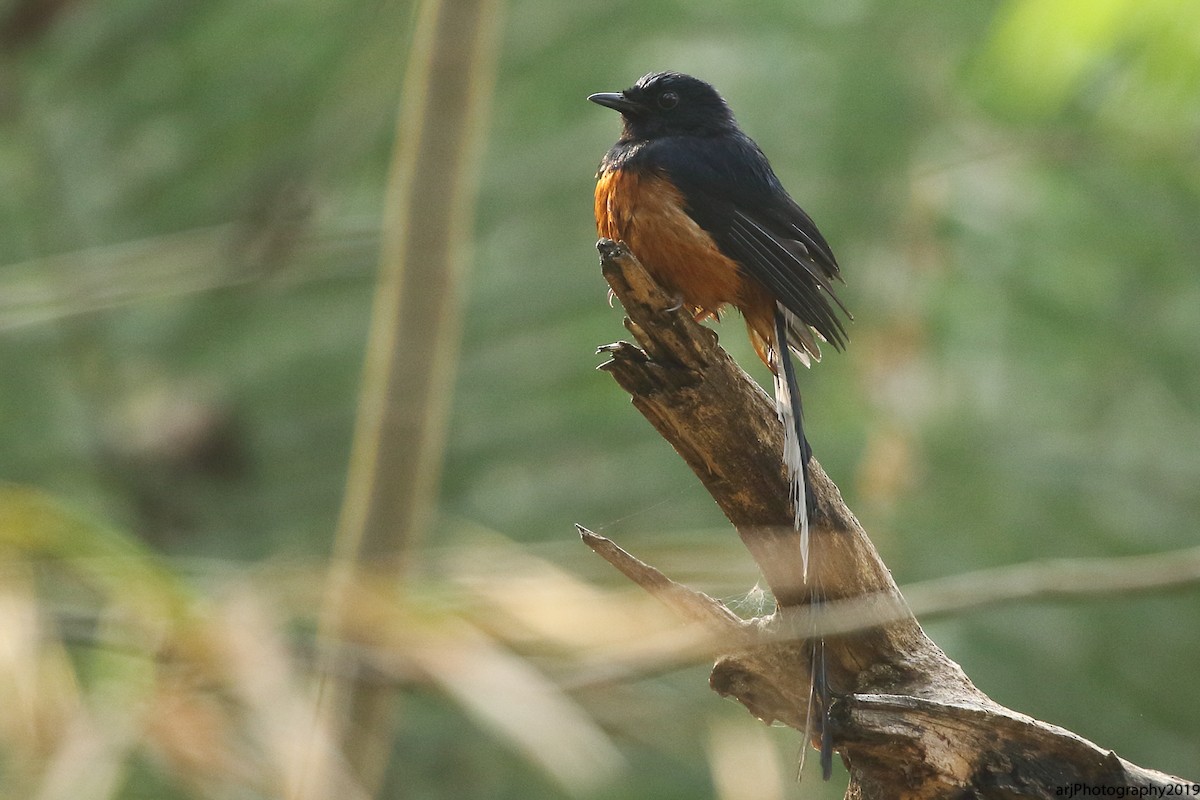 White-rumped Shama - ML139739401