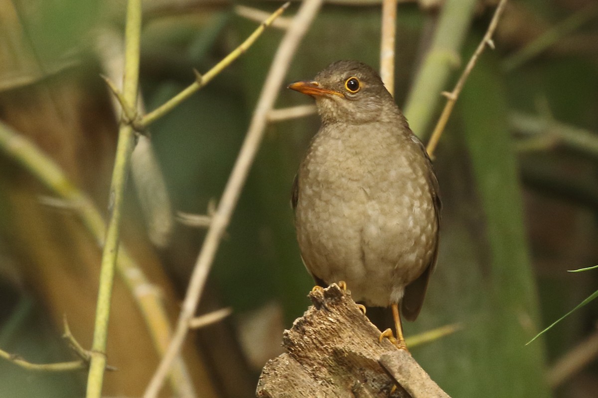 Indian Blackbird - ML139739631