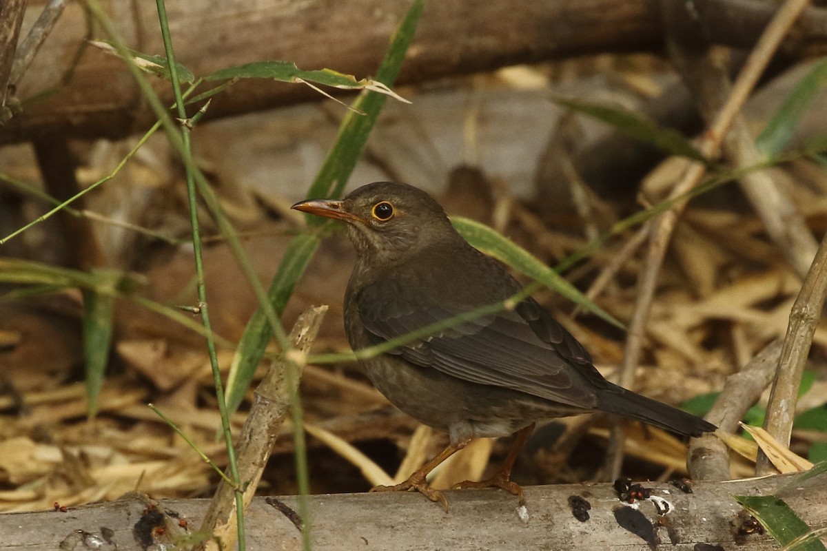 Indian Blackbird - ML139739641