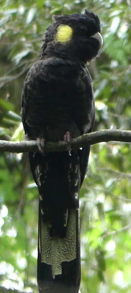 Yellow-tailed Black-Cockatoo - ML139741331