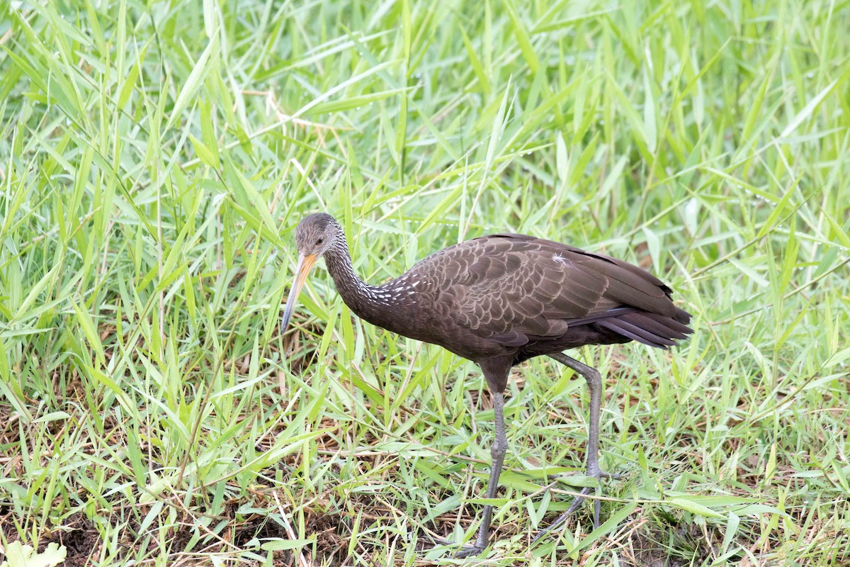 Limpkin - Linda Rudolph