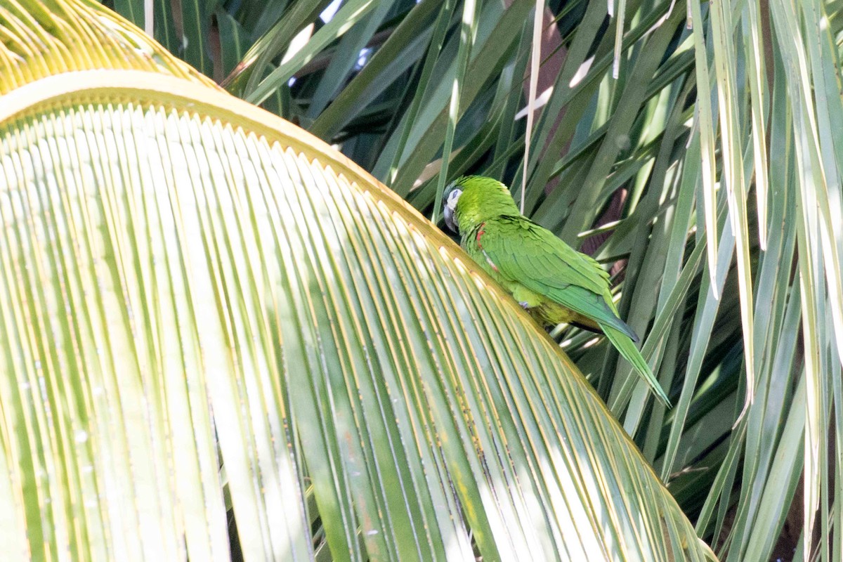 Red-shouldered Macaw - Linda Rudolph