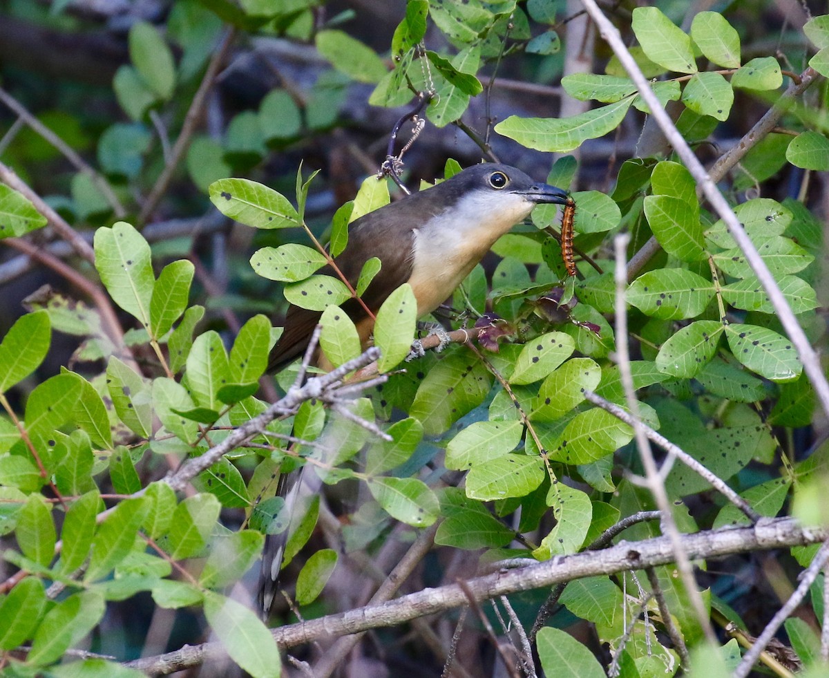 Dark-billed Cuckoo - ML139744361