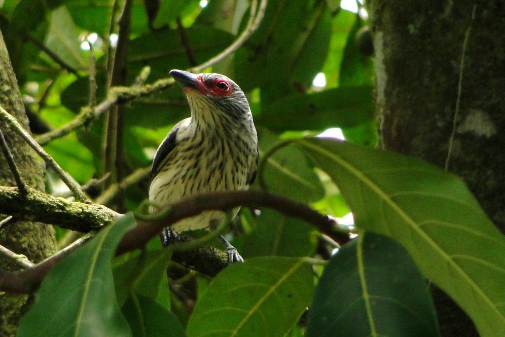 Black-tailed Tityra (Eastern) - ML139744581