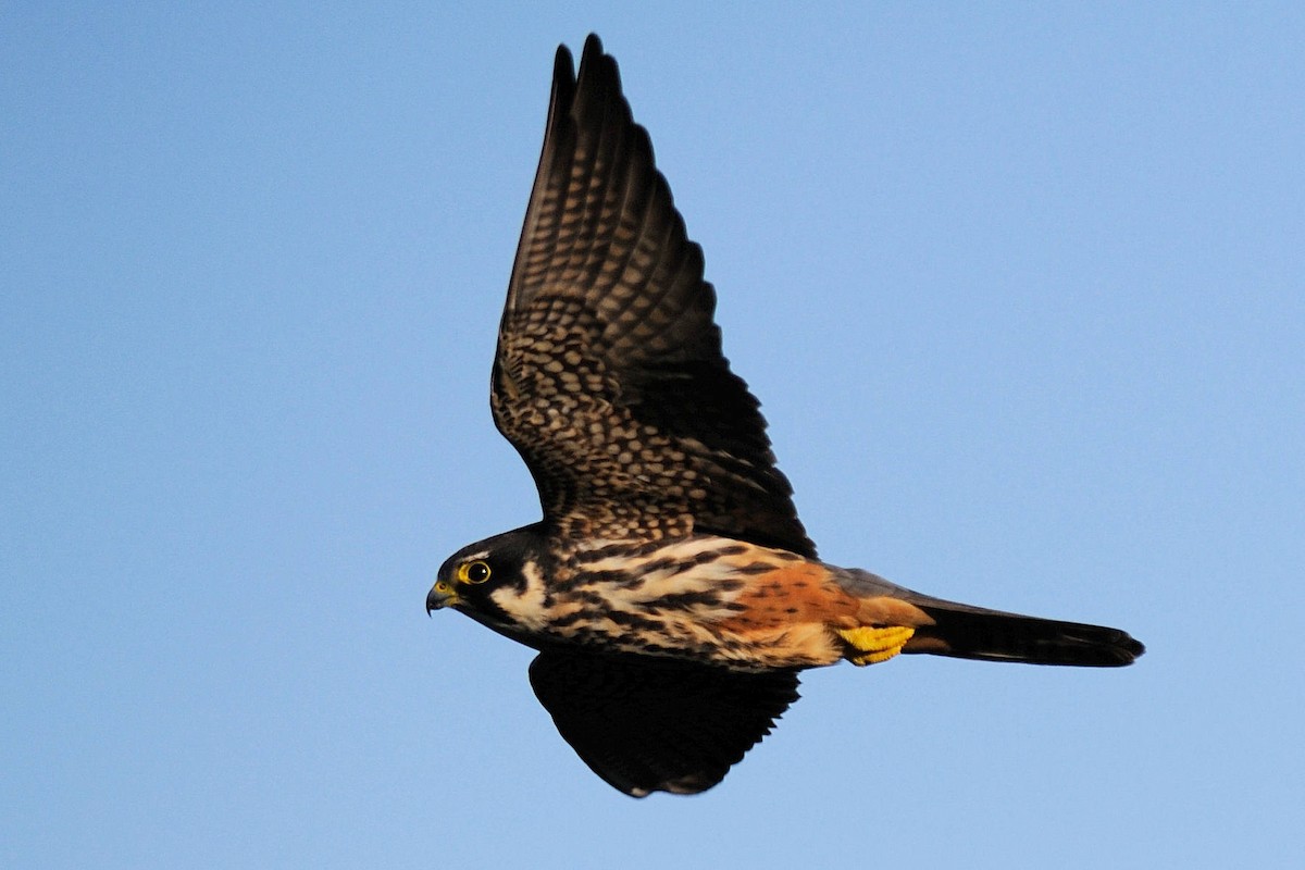 Eurasian Hobby - ML139744641