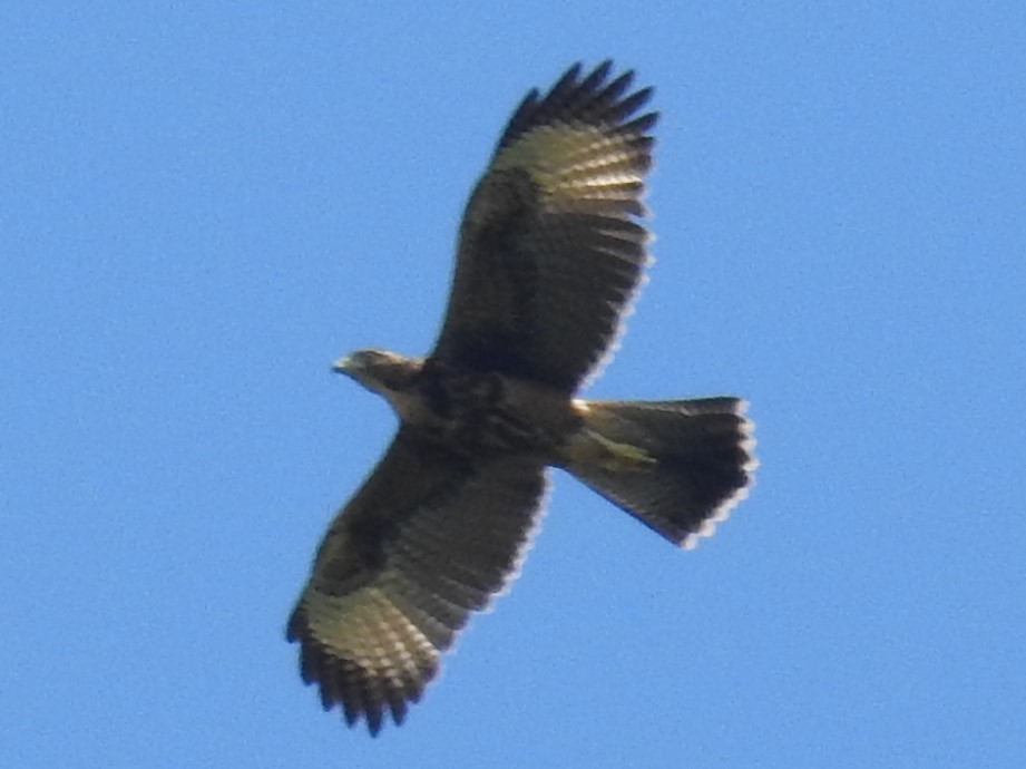 Harris's Hawk - ML139745241
