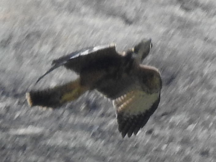 Harris's Hawk - ML139745261