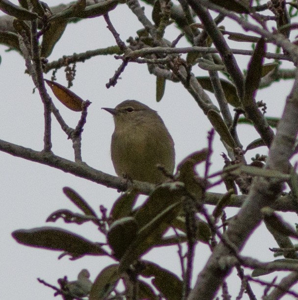 Orange-crowned Warbler - ML139746401