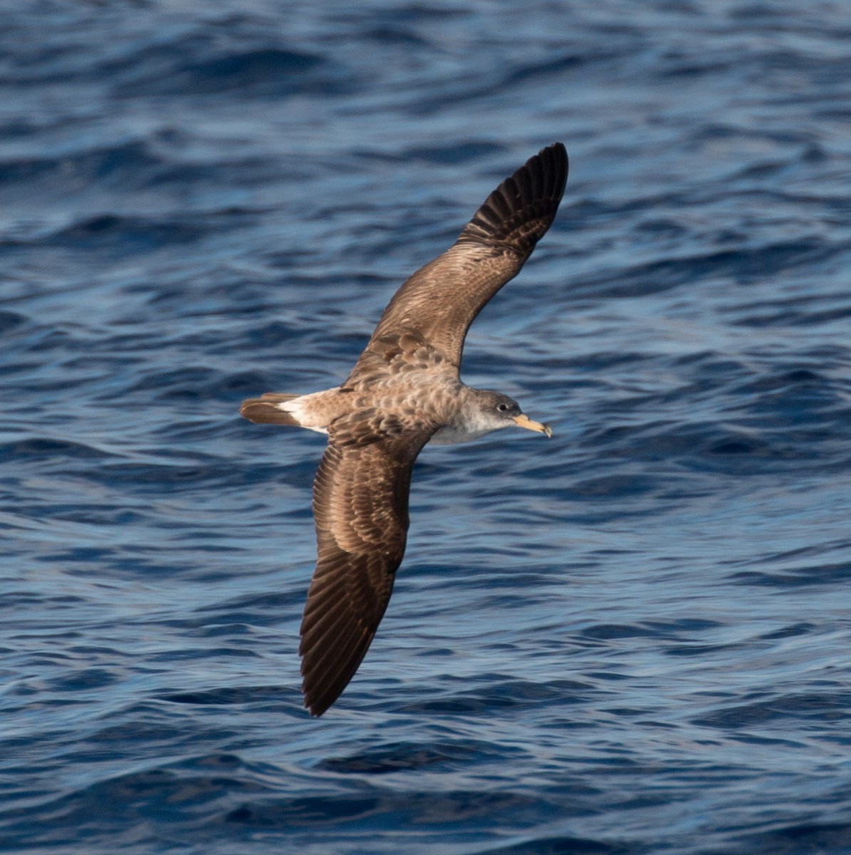 Cory's Shearwater - ML139746651