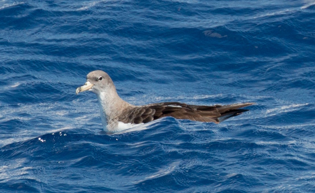 Cory's Shearwater - ML139746691