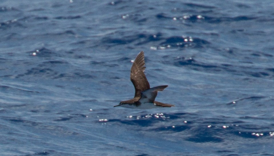 Audubon's Shearwater - ML139746741