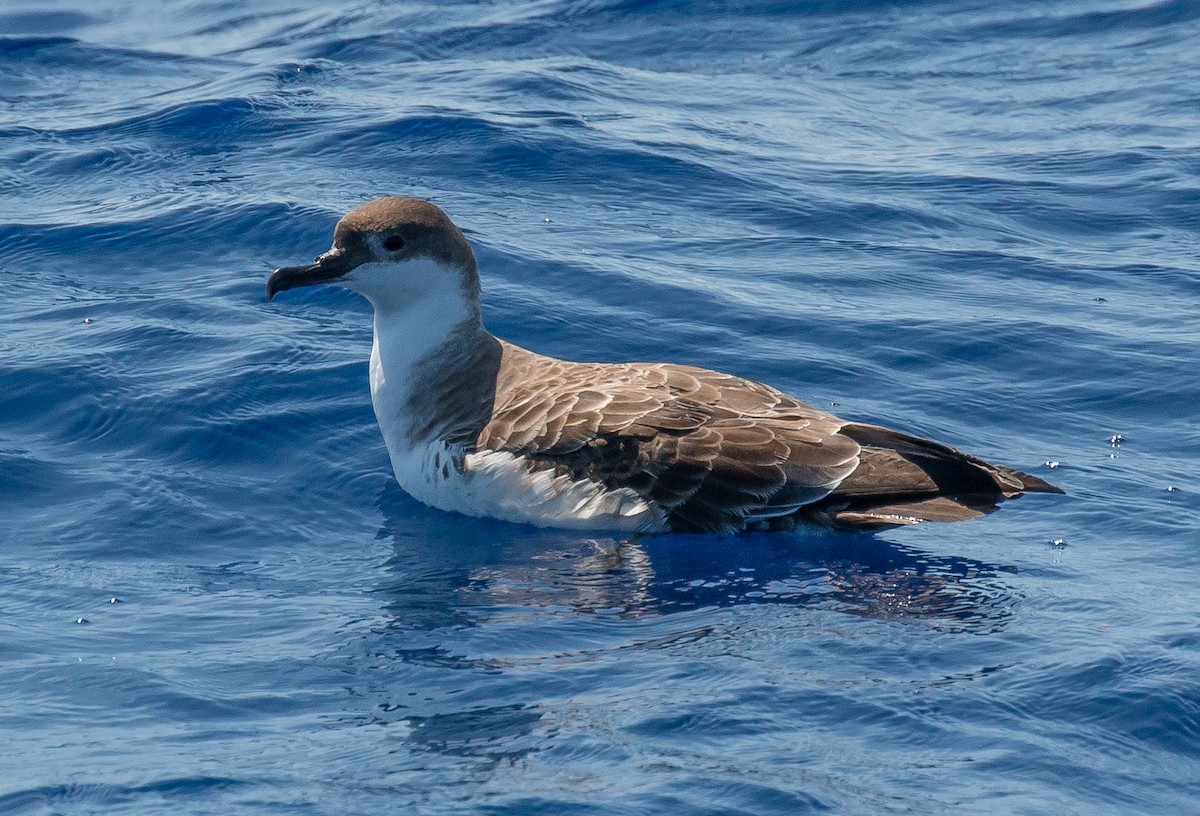 Great Shearwater - ML139746781