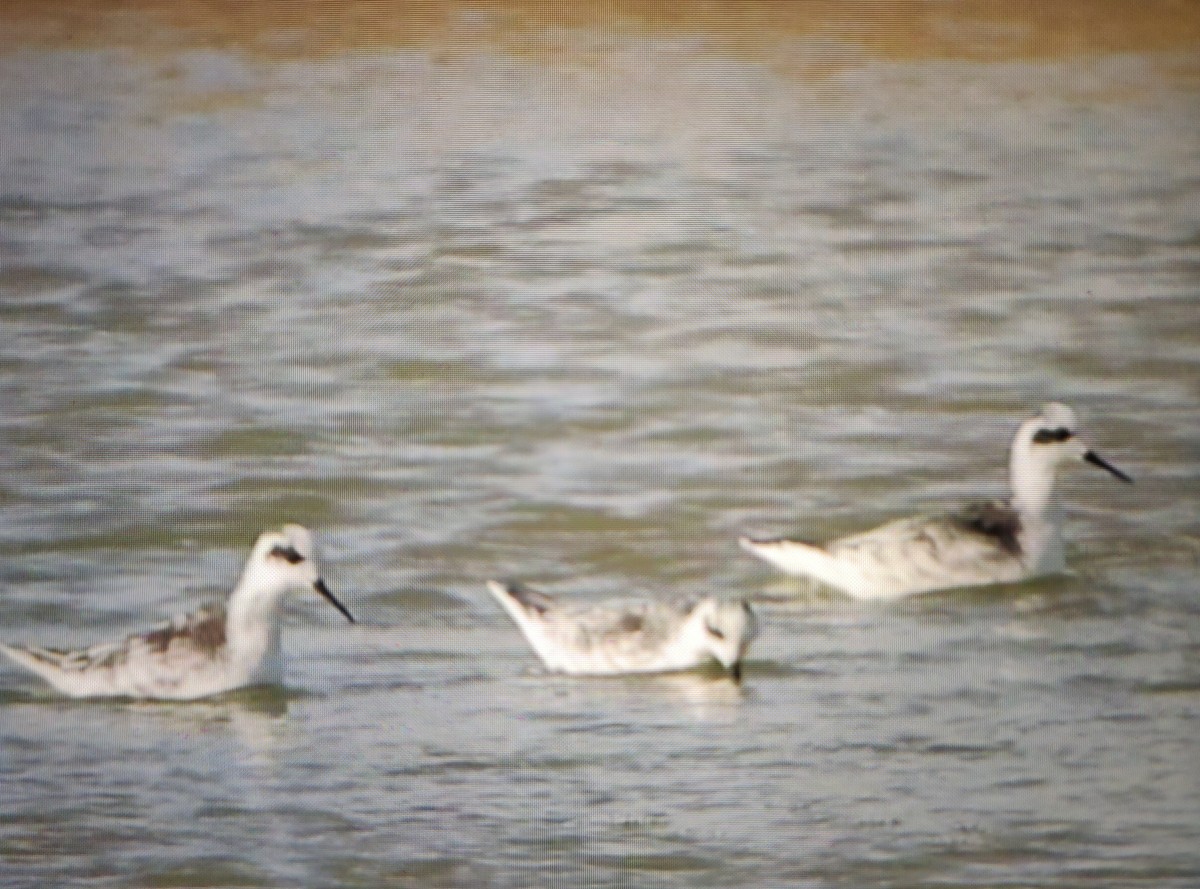 Red-necked Phalarope - ML139747291