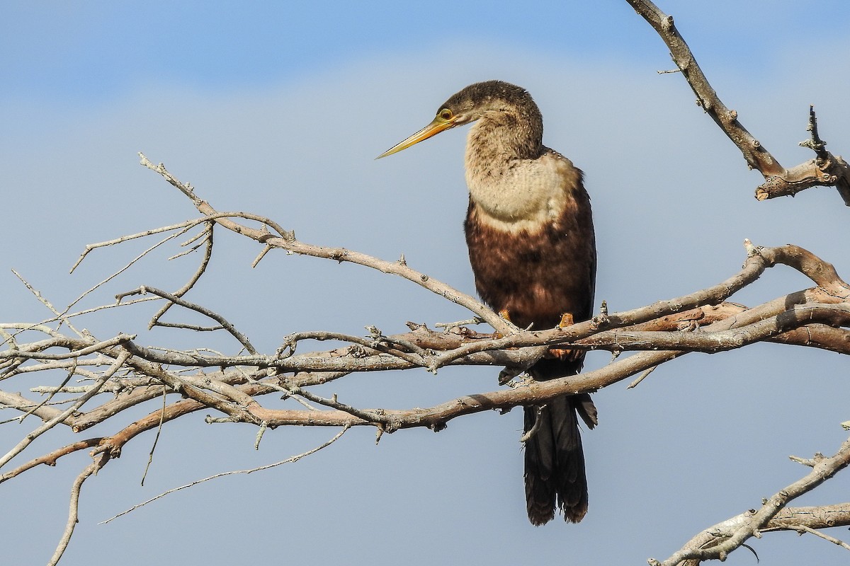 Anhinga - ML139748331
