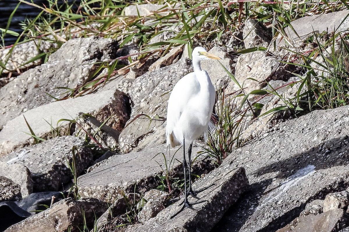 Great Egret - ML139748361