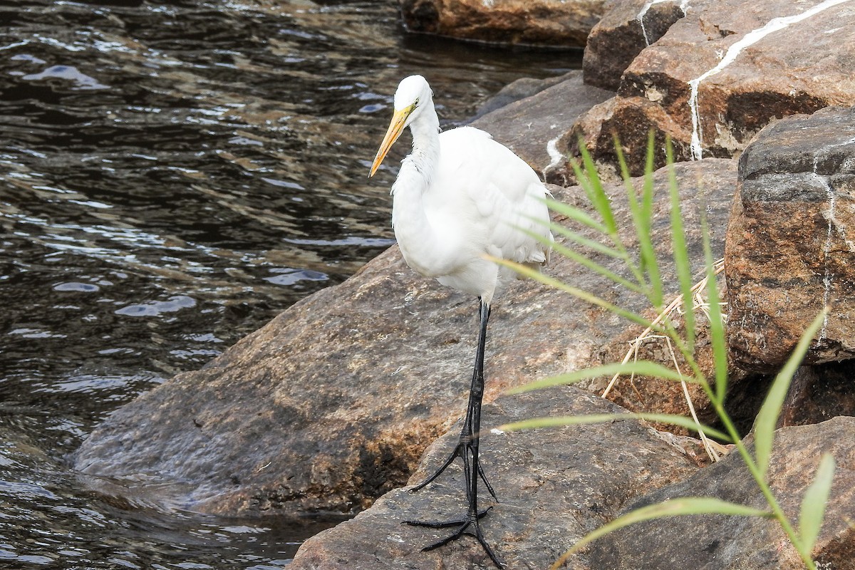 Great Egret - ML139748371