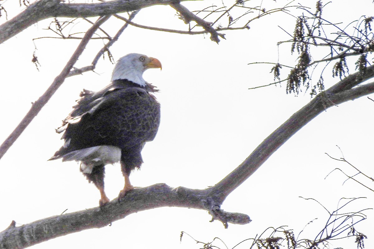 Bald Eagle - ML139748421