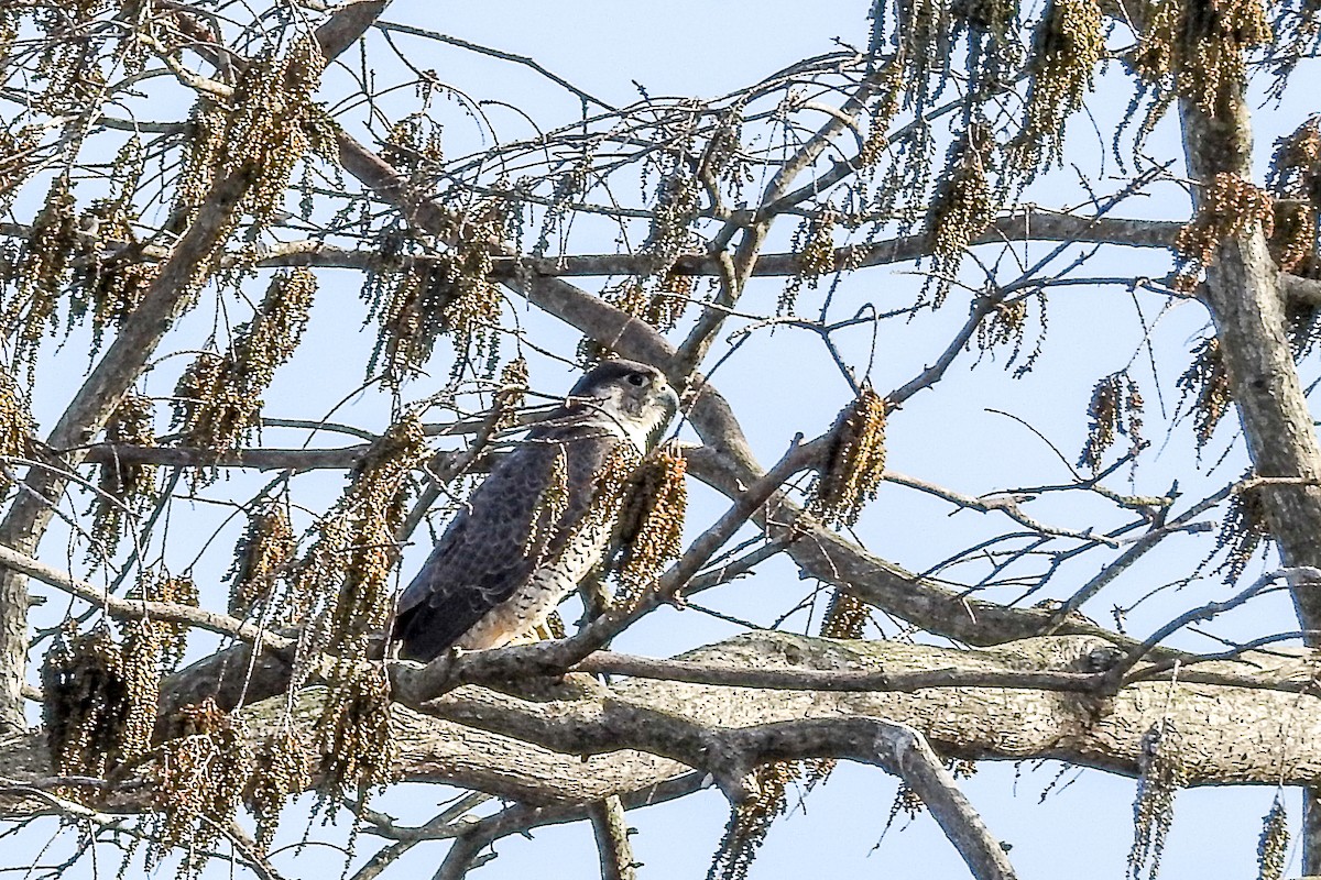 Peregrine Falcon - ML139748461