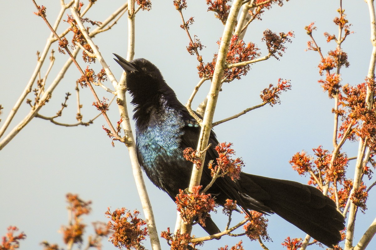 Boat-tailed Grackle - ML139748541
