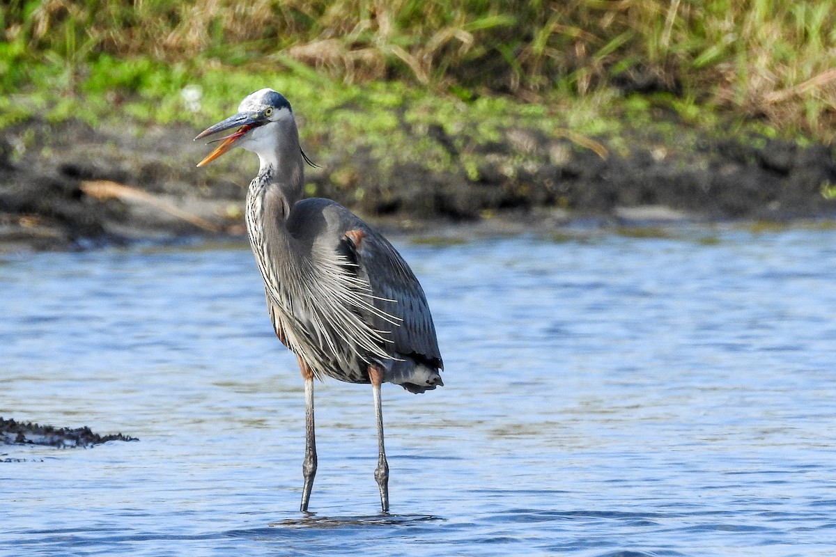 Great Blue Heron - ML139748731