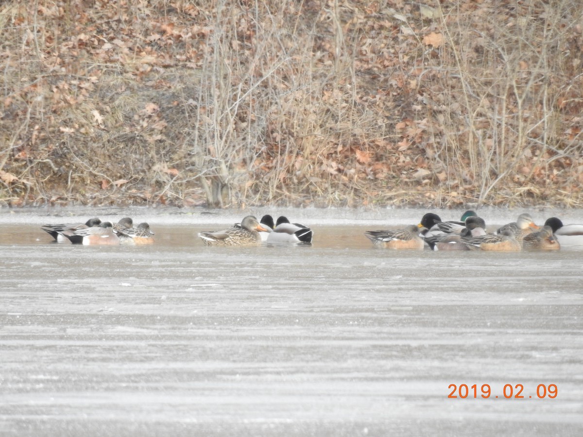 American Wigeon - ML139749011