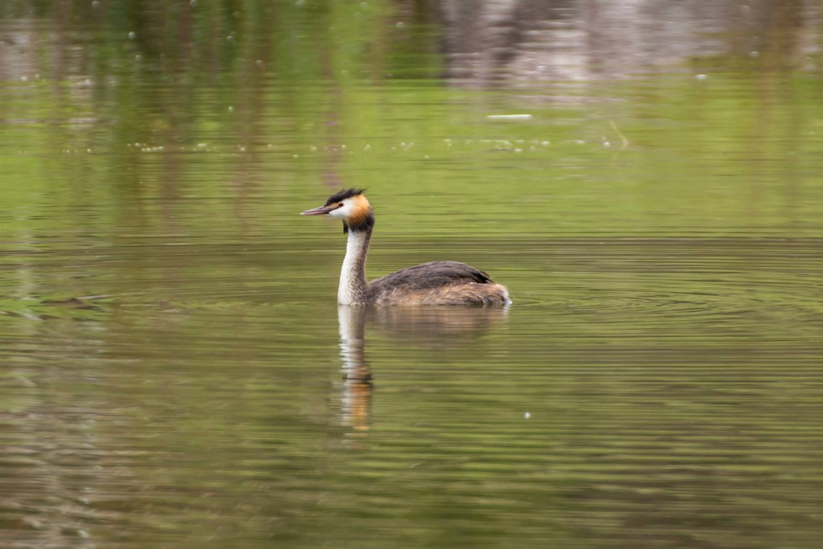 Great Crested Grebe - ML139749061